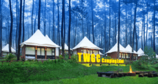 Menyatu dengan Alam: Penginapan di Tengah Hutan yang Nyaman
