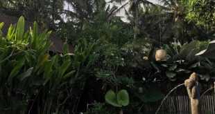 Kailash Homestay Ubud: Suasana Tenang di Kailash Homestay