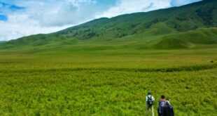 Hotel Savana Bromo: Pengalaman Menginap yang Tak Terlupakan di Bromo
