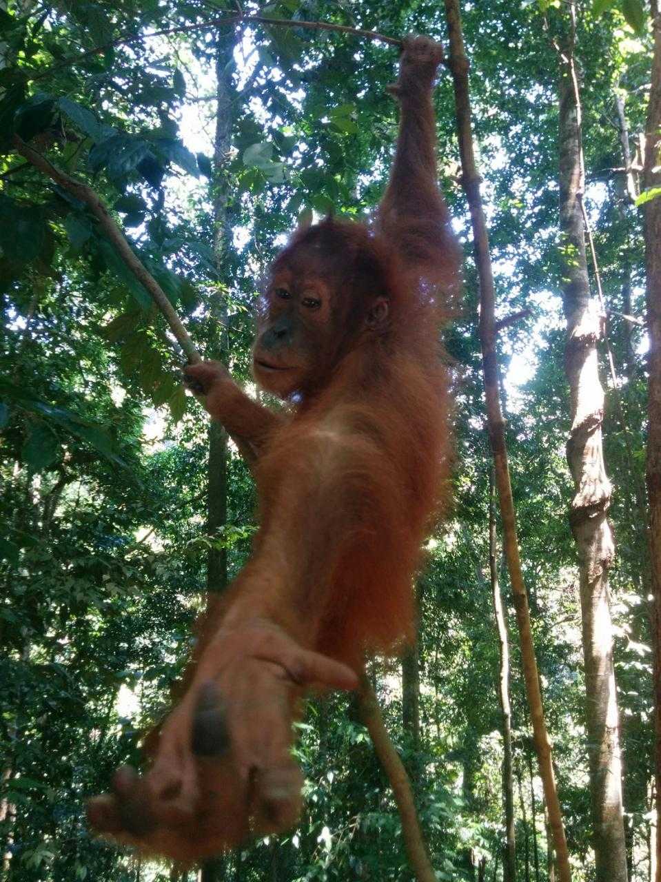 Penginapan Wak Asih: Kesegaran dan Ketenangan di Wak Asih 