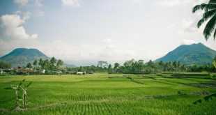 Sawah Joglo: Penginapan Tradisional di Antara Keindahan Sawah